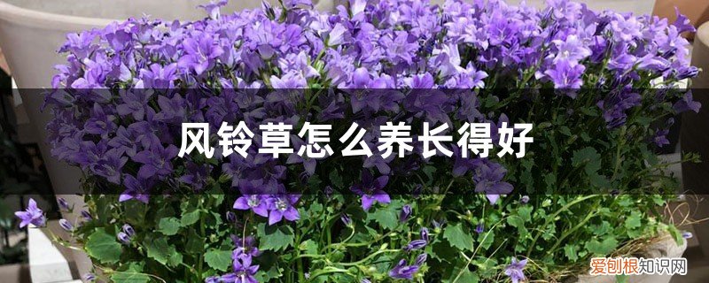 风铃草播种温度 风铃草的光照/土壤/温度/水分/施肥方法