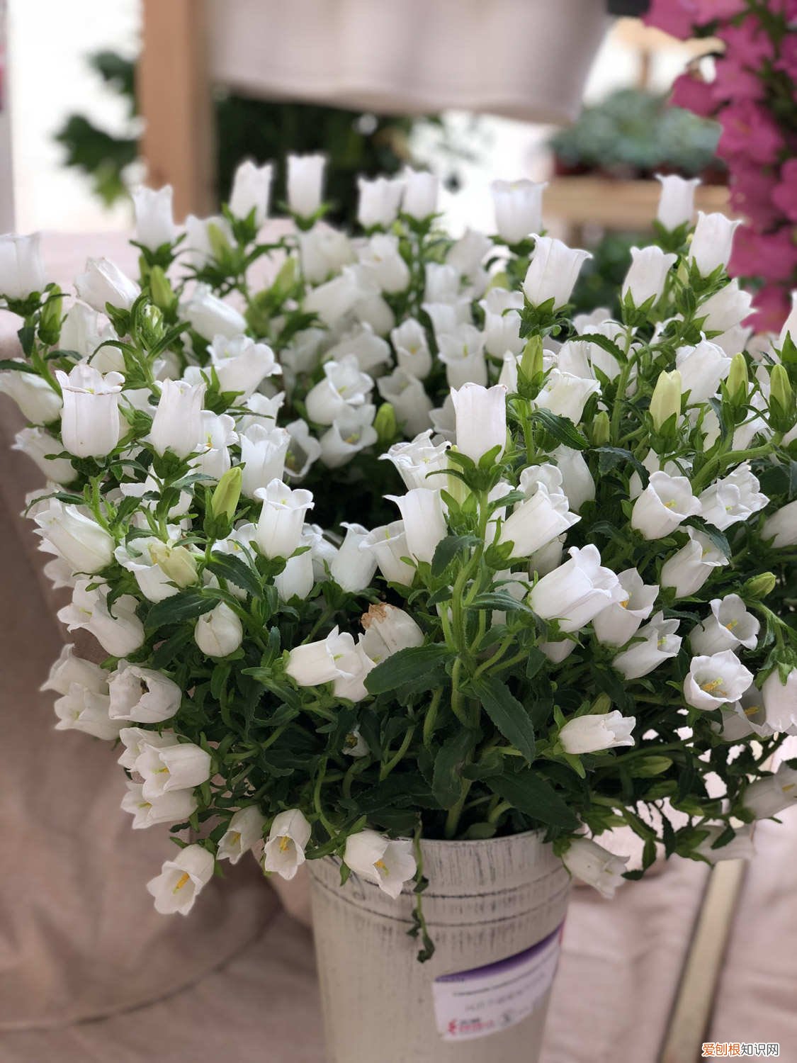 风铃草播种温度 风铃草的光照/土壤/温度/水分/施肥方法