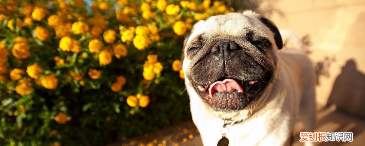 法斗螨虫和真菌的区别 正确区分螨虫和真菌吧！