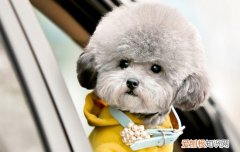 四个月的狗拉稀正常吗 需要观察狗狗的情况哦！