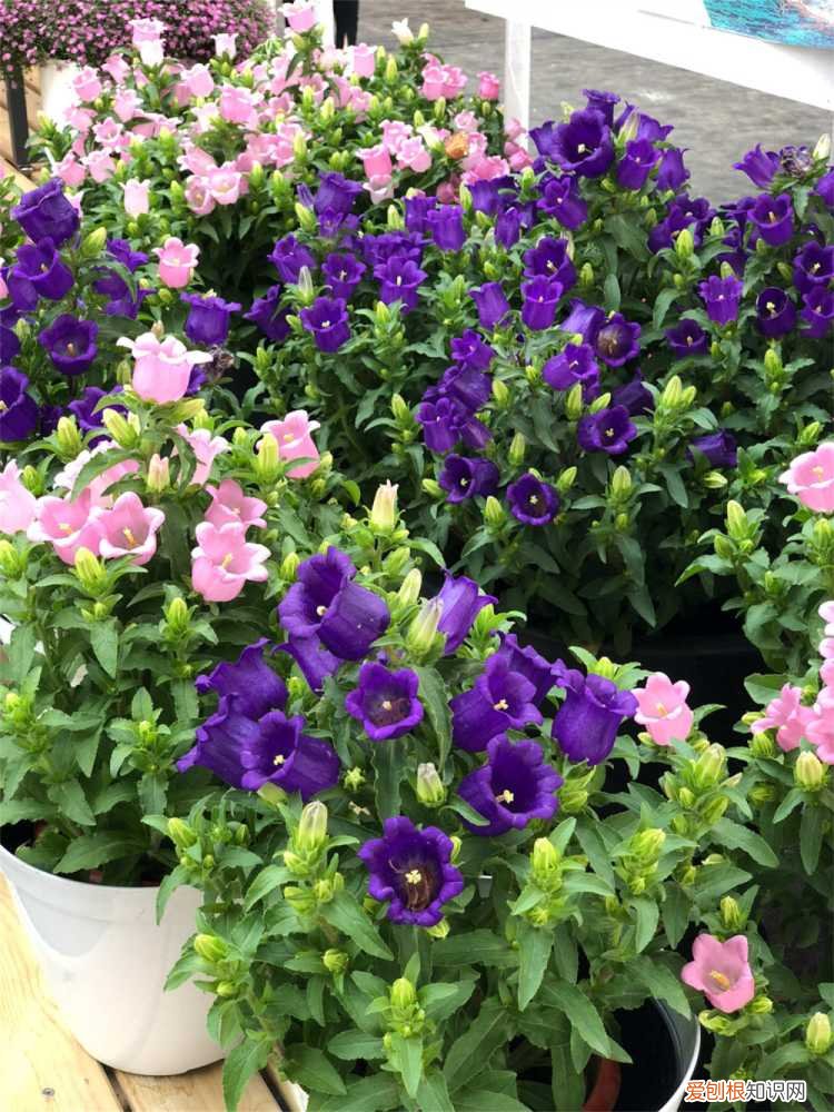 风铃怎么浇水 风铃草浇水的时间/方法/水量/频率