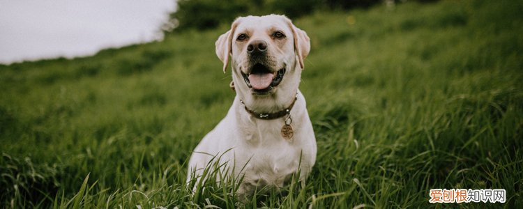 狗狗眼睛发炎会自愈吗 应如何护理呢?