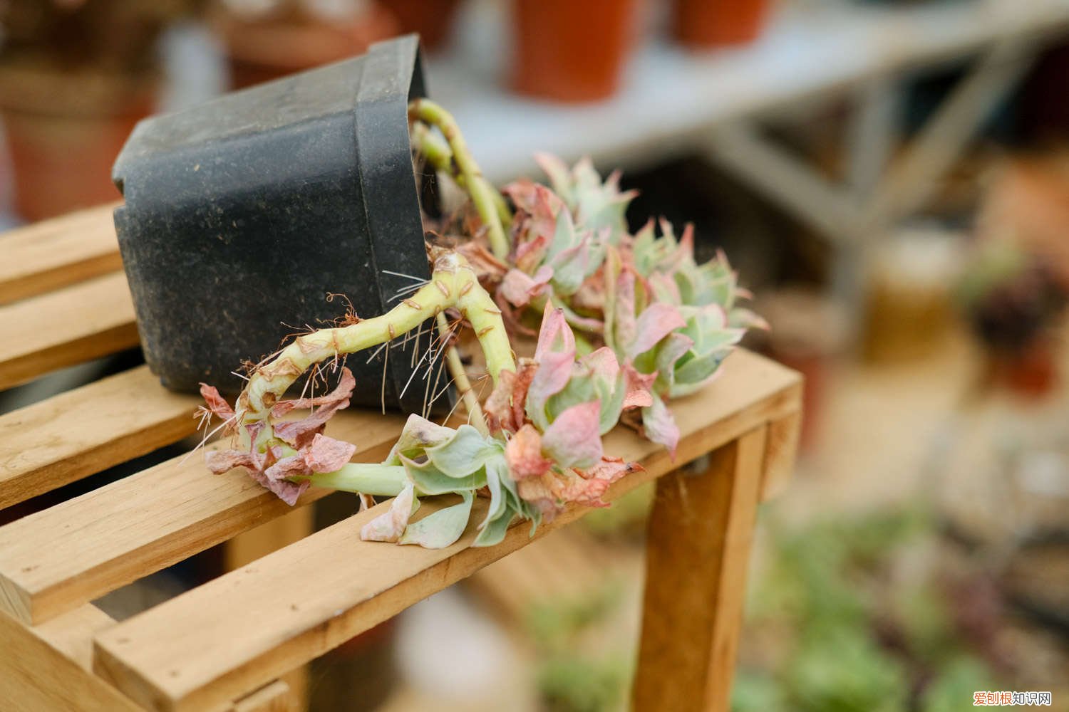 无土栽培多肉怎么养 多肉怎么无土栽培