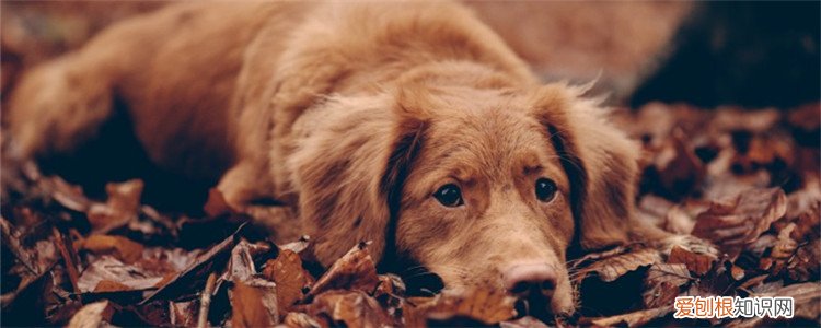 狗狗挠痒痒有什么原因 导致狗狗瘙痒的原因有哪些