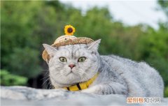 猫猫食欲正常但是拉稀呕吐,幼猫食欲正常但是拉稀,猫猫拉稀但是食量正常