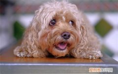 狗狗心脏肥大能活多久 狗狗心脏肥大的情况各不相同