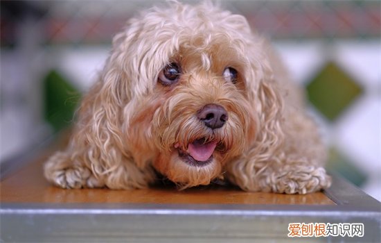 狗狗心脏肥大能活多久 狗狗心脏肥大的情况各不相同