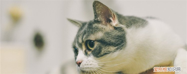 为什么猫的眼屎是红色的 猫猫眼屎是红色的怎么办,猫猫眼屎是红色的,猫猫流红色的眼屎