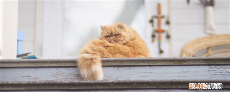 怎么帮助猫咪排毛球 猫怎么将毛球排出体外,怎么帮助猫排毛球,怎么给猫去毛球