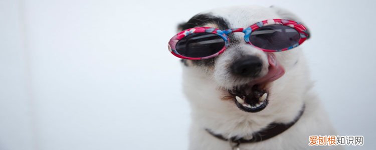 狗抓没出血但有点划痕 需要打针吗?