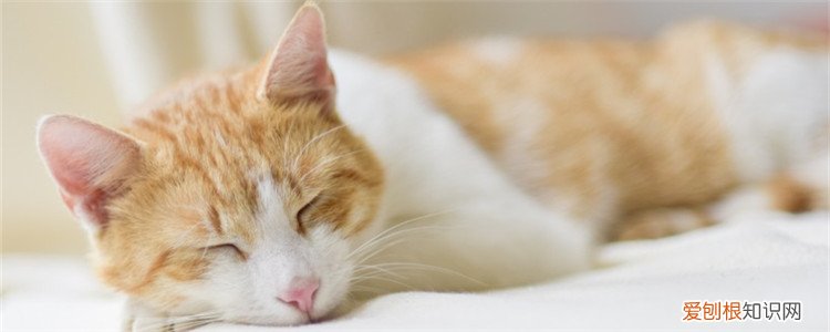 怎么给猫咪蒸鸡胸肉最好吃,给猫咪吃的鸡胸肉要蒸多久,猫咪吃的鸡胸肉怎么蒸