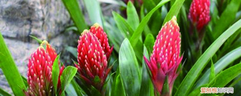 怎么养植物才能养好 怎样才能把植物养好