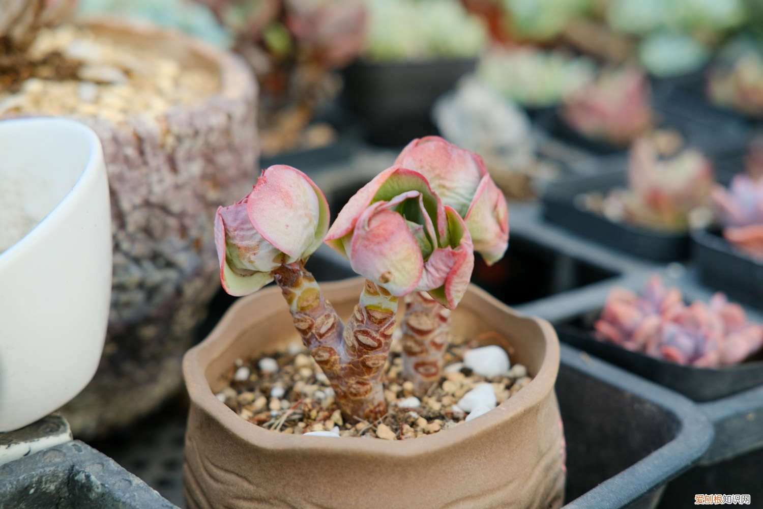 新手怎么养好多肉 新手怎样养好多肉