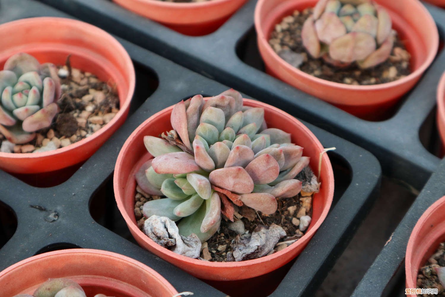 新手怎么养好多肉 新手怎样养好多肉