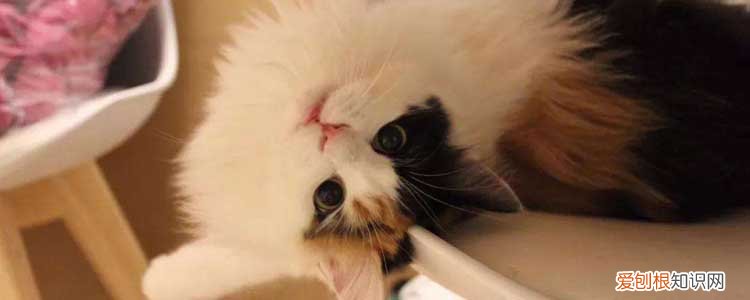 猫打呼噜是什么意思,猫打呼噜是怎么回事啊,猫打呼噜是不是正常的