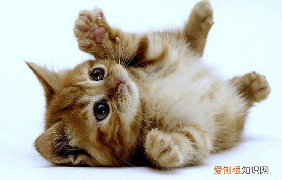 猫打呼噜是什么意思,猫打呼噜是怎么回事啊,猫打呼噜是不是正常的