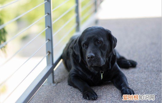 狗发烧拉稀怎么办 可能是肠炎型细小哦！