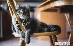 猫咪屎臭怎么办 猫屎臭怎么办,猫屎臭味怎么去除,猫屎太臭了怎么办