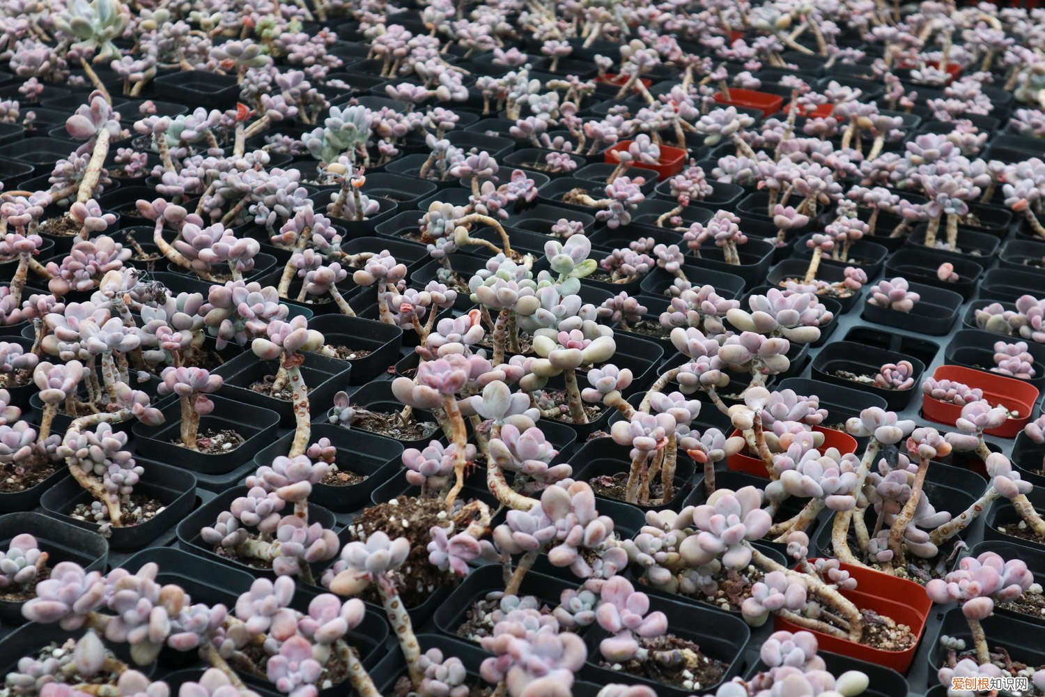 桃蛋可以砍茎吗 桃蛋砍头的方法