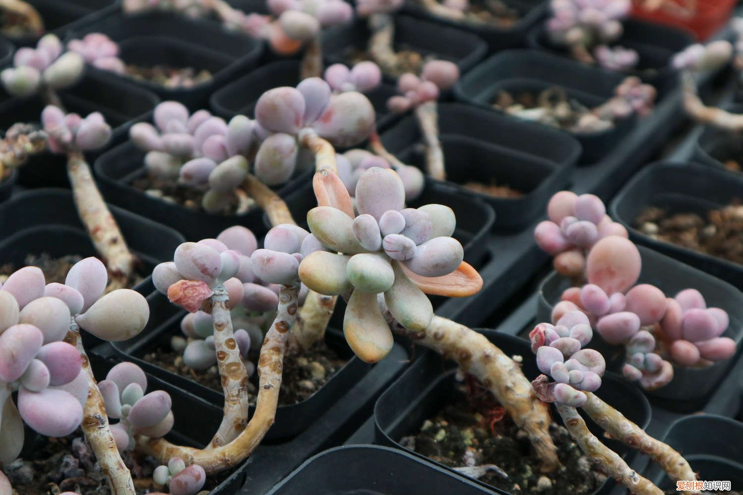 桃蛋可以砍茎吗 桃蛋砍头的方法