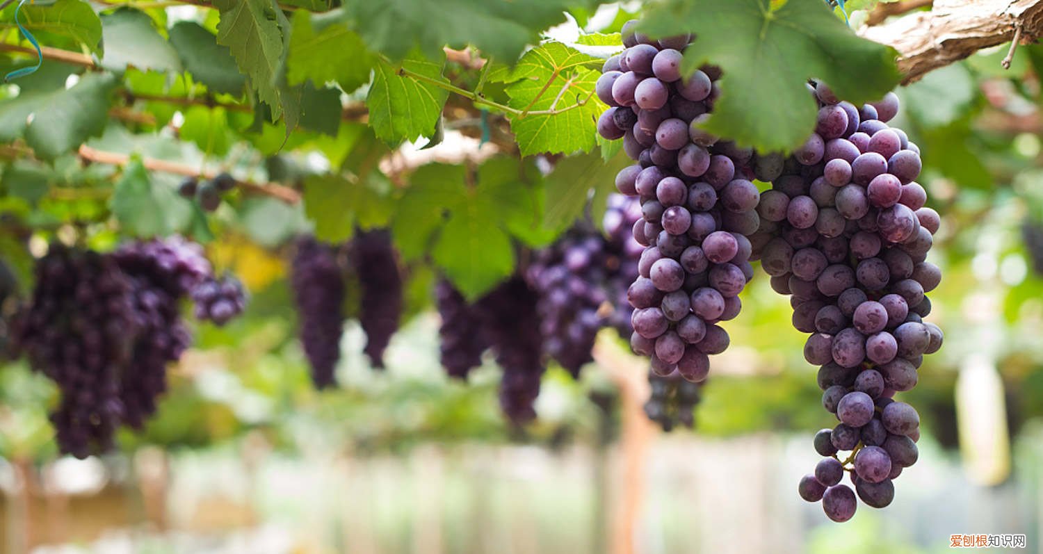 葡萄浇水最佳时间是几月份 葡萄浇水最佳时间