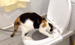 猫拉屎太臭怎么解决 猫屎太臭怎么办,猫屎太臭怎么去味,猫屎太臭有什么办法