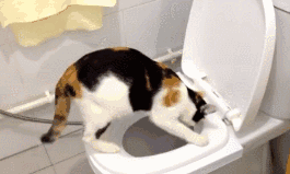 猫拉屎太臭怎么解决 猫屎太臭怎么办,猫屎太臭怎么去味,猫屎太臭有什么办法