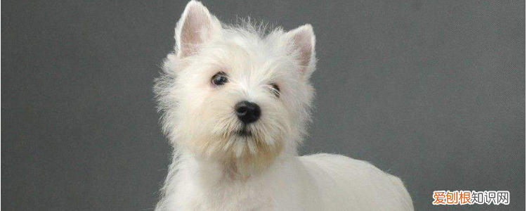 狗得糖尿病 狗狗患糖尿病绝对不可以忽视！