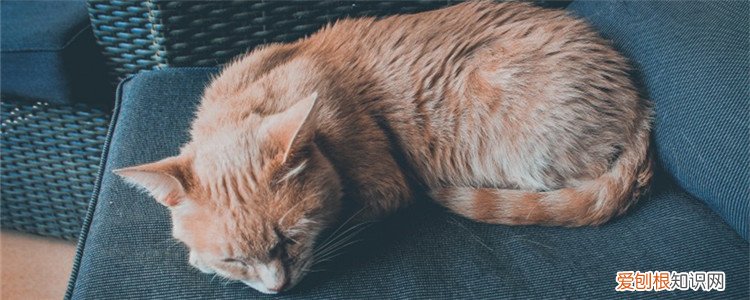 幼猫咬了多久过安全期,,幼猫抓了多久过安全期,幼猫抓伤后多久安全期,