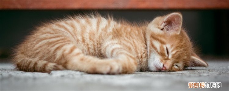 小猫被摔之后一直睡觉,小猫摔了就一直睡觉,小猫被摔之后一直睡觉怎么办