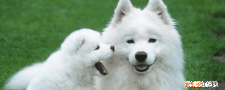 狗得糖尿病饮食禁忌 这些食物真的不要给狗狗喂食了