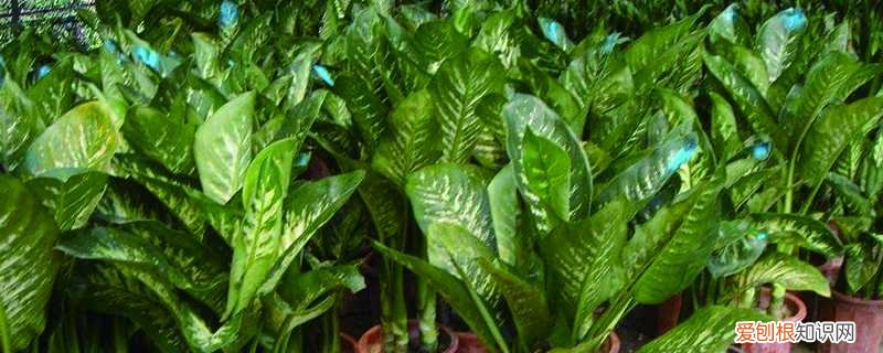什么植物越长越茂盛 植物怎么才能长的茂盛