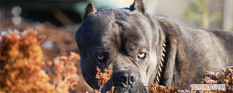 秋天狗狗容易得犬瘟吗 犬瘟病毒低温也能存活吗