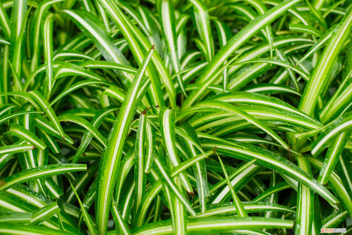 吊兰什么时侯换盆 吊兰几月份换盆