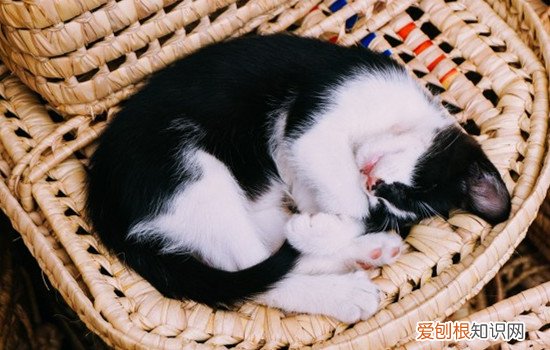 3个月小猫应该放笼子吗,小猫放笼子里养可以吗,小猫放笼子还是散养