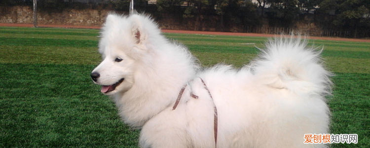 狗肛门腺炎用什么药 用药也是非常关键的一步！