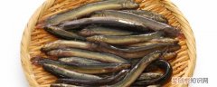 泥鳅可以放冰箱吗 泥鳅能不能放冰箱保存
