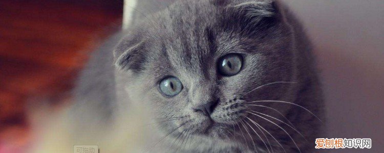 母猫猫闹怎么办棉签 母猫闹猫棉签进多少,母猫发情用棉签好不好