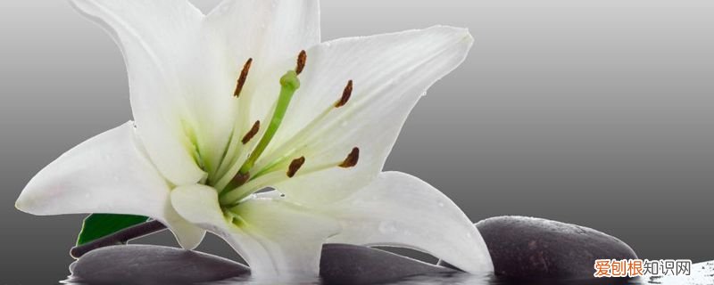 什么花不能用鸡粪肥 养花施肥用鸡粪是直接用吗