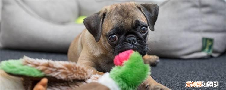 狗狗前列腺炎吃什么药 前列腺炎分为两种你知道吗