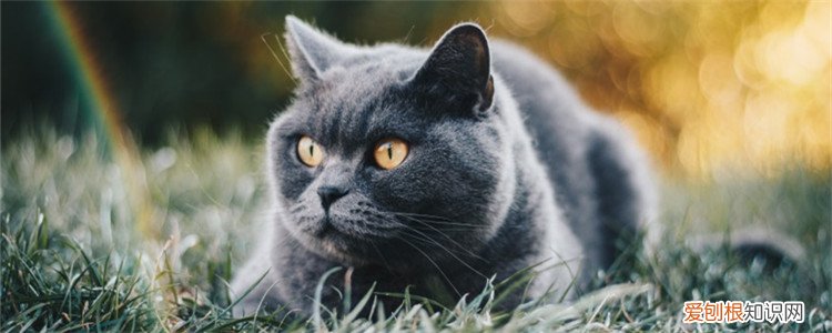 公猫不会配是什么原因 有没有公猫不会配的,新公猫不会配怎么办,公猫不会配怎么帮助