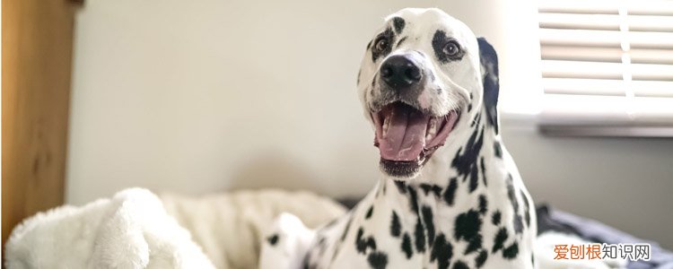 如果狗豆子在人身上怎么治 注意一起治疗狗身上的豆子!