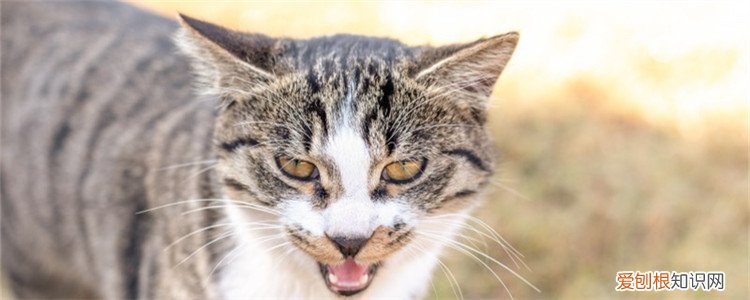 为什么不能喂流浪猫,为什么不要投喂流浪猫,为什么不能随便喂流浪猫