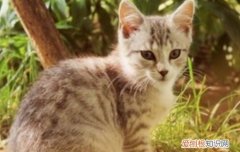 母猫会自动给小猫断奶吗 母猫会自己断奶吗,猫会自己断奶吗,母猫什么时候可以断奶