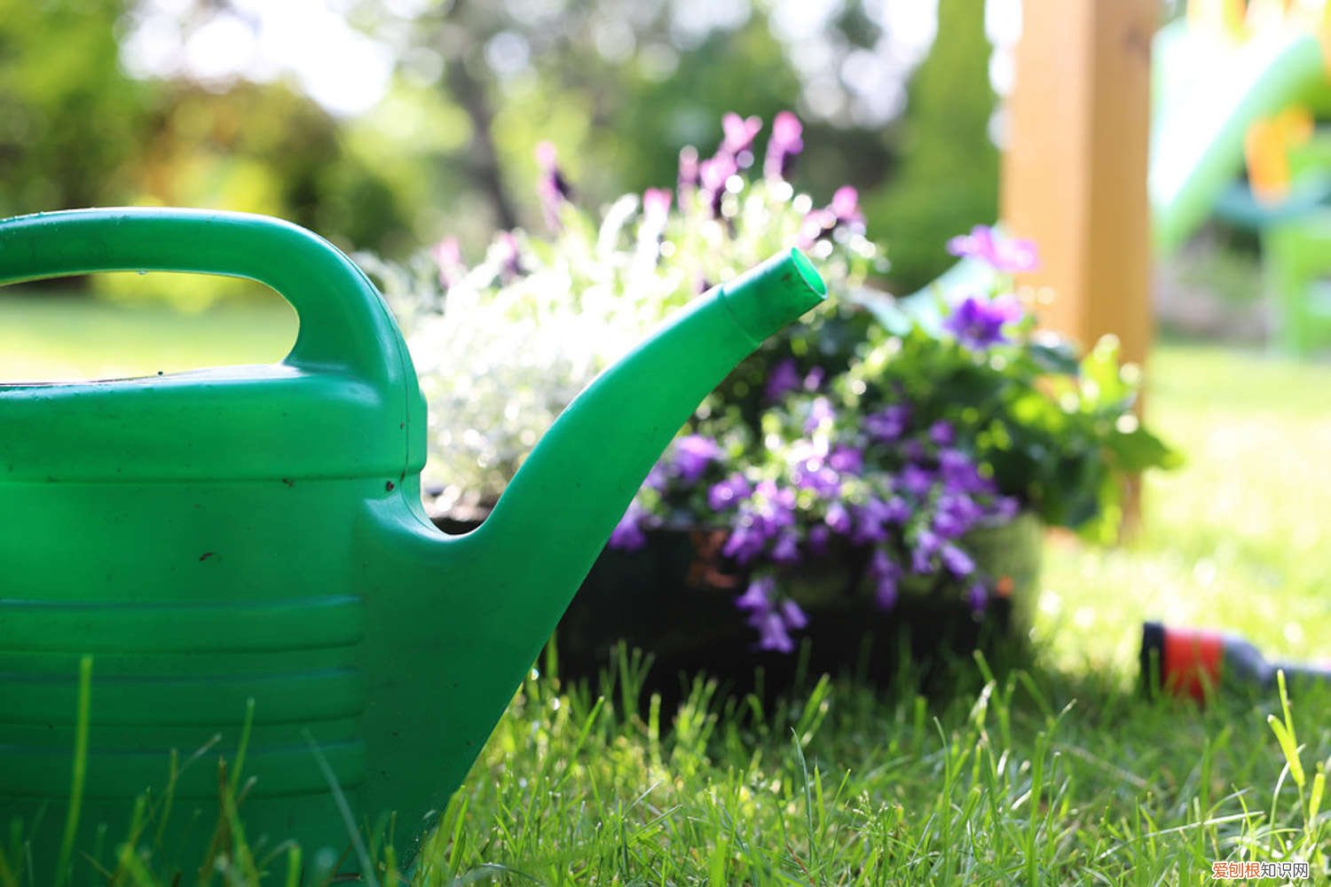 养花怎么看干湿 养花见干见湿的判断