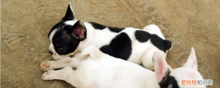 狗生狗豆子会有什么症状 知道什么是狗豆子吗