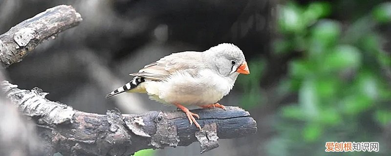 斑胸草雀寿命 斑胸草雀的特点