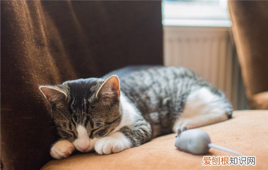 2个月小猫拉稀带血精神不好,2个月小猫拉稀带血血在便便表面,2个月小猫拉稀带血