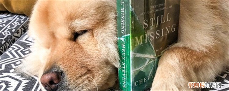 狗狗异食癖是什么 异食癖是非常普遍的问题行为