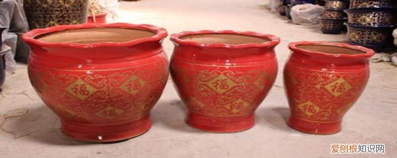 养花用大盆好吗 养花为什么不能用大盆